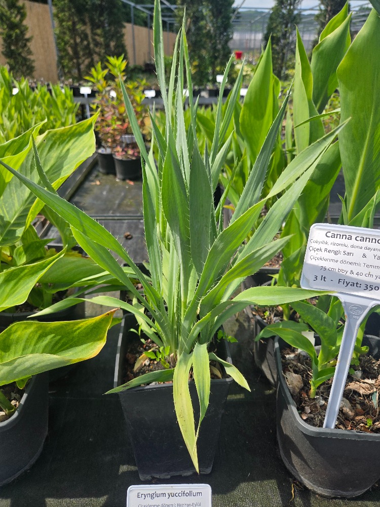 YUKA YAPRAKLI BOĞADİKENİ / Eryngium Yuccifolium