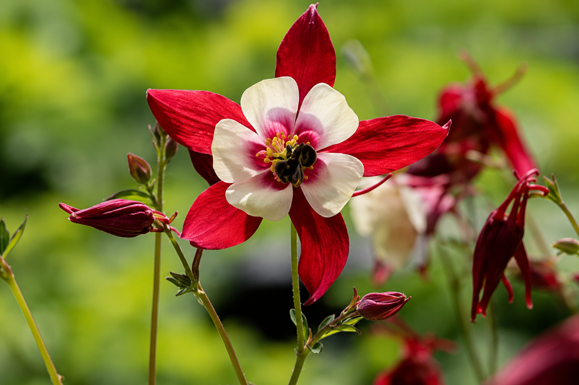 DAĞ HASEKİ KÜPESİ ‘kırmızı yıldız’ / Aquilegia caerulea-hybrida ‘Rotstern’