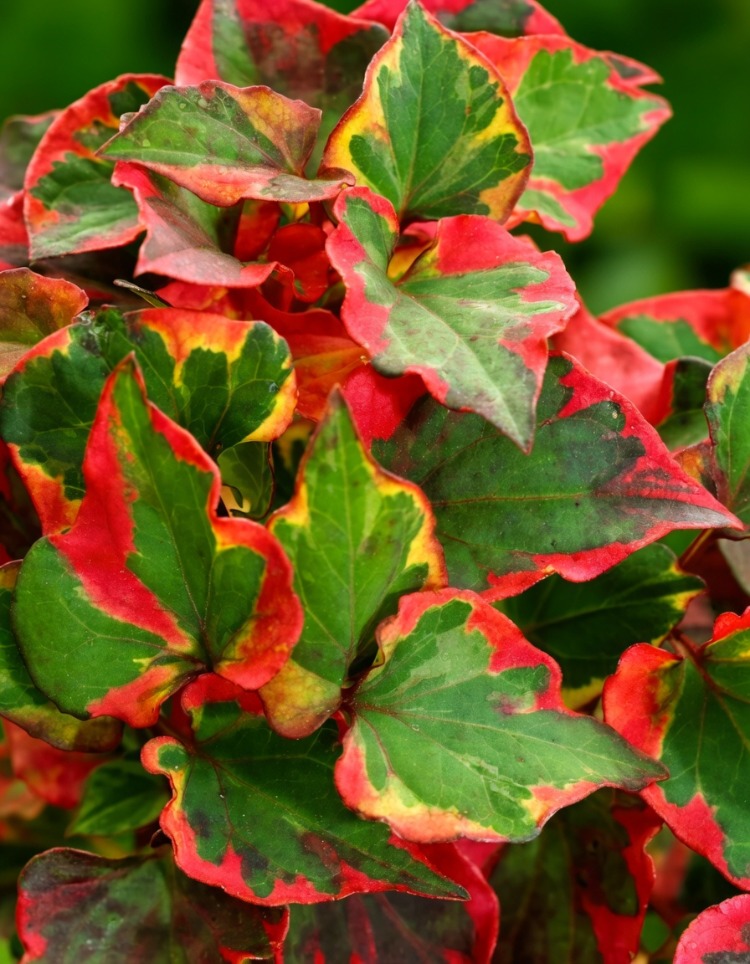 Hötünya ‘bukalemun’ / Houttuynia cordata ‘Chameleon’