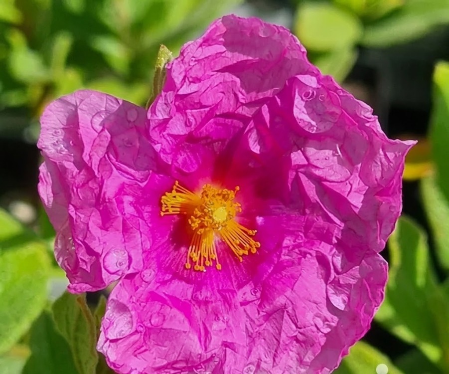 PEMBE LADEN / Cistus sp.