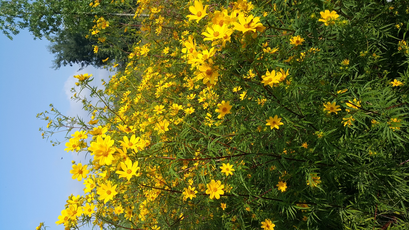 (tohum) ÇAYIR KOREOPSİSİ - Coreopsis palmata