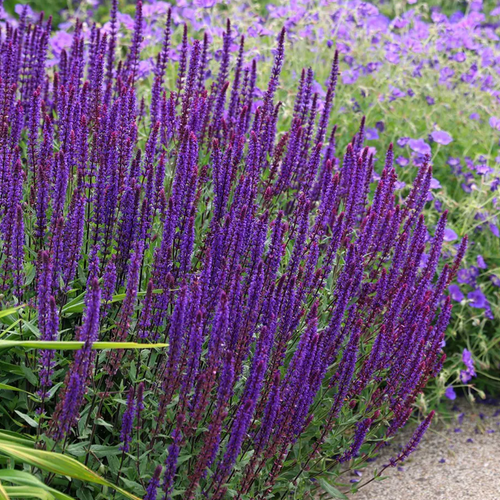 ADAÇAYI / SALVİYA ‘karadonna’ - Salvia nemerosa ‘Caradonna’