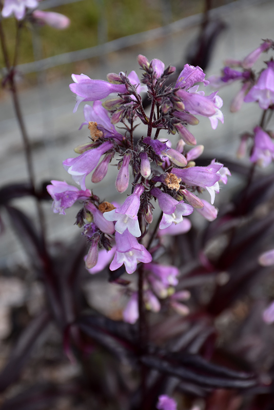 PENSTEMON ‘geceyarısı dansı’ / Penstemon ‘Midnight Musquarade’