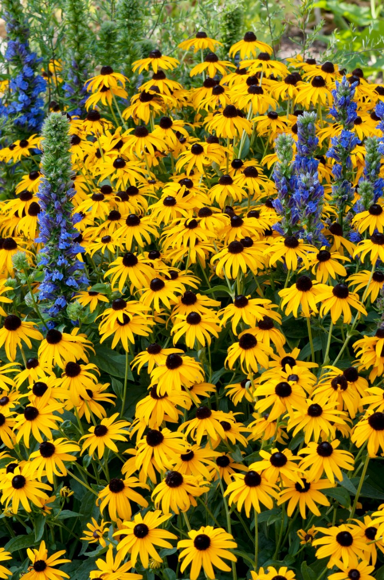 GÜNEŞ ŞAPKASI / RUDBEKYA ‘amsterdam’ - Rudbeckia ‘Amsterdam’