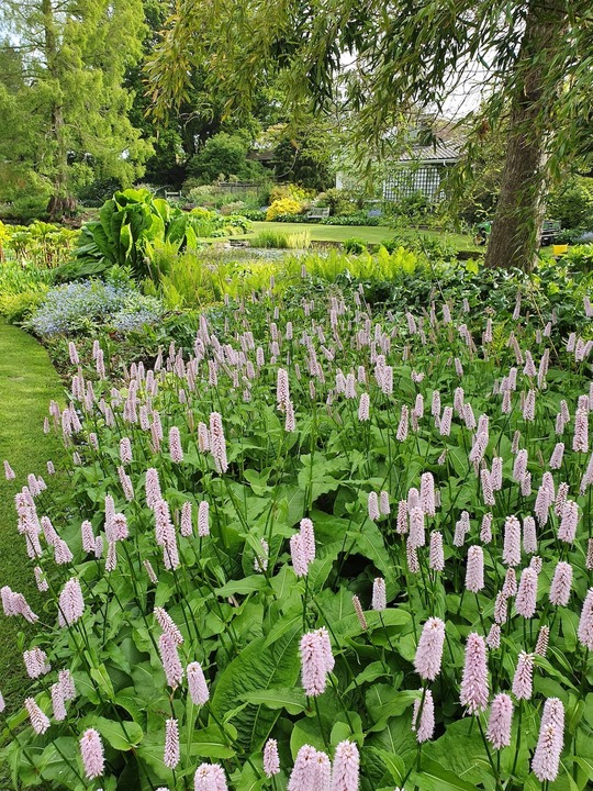 SÜPER PERSİKARYA / Persicaria bistorta ‘Superba’
