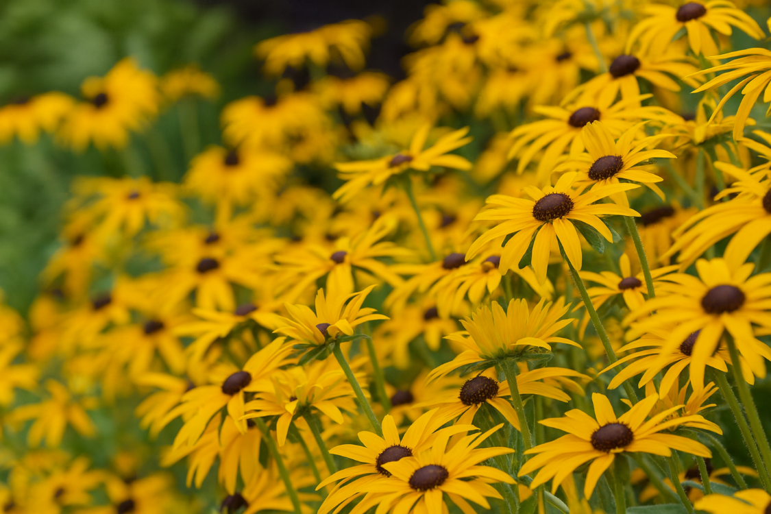 ISLAK RADBEKYA / ISLAK GÜNEŞ ŞAPKASI - Rudbeckia fulgida var. deamii