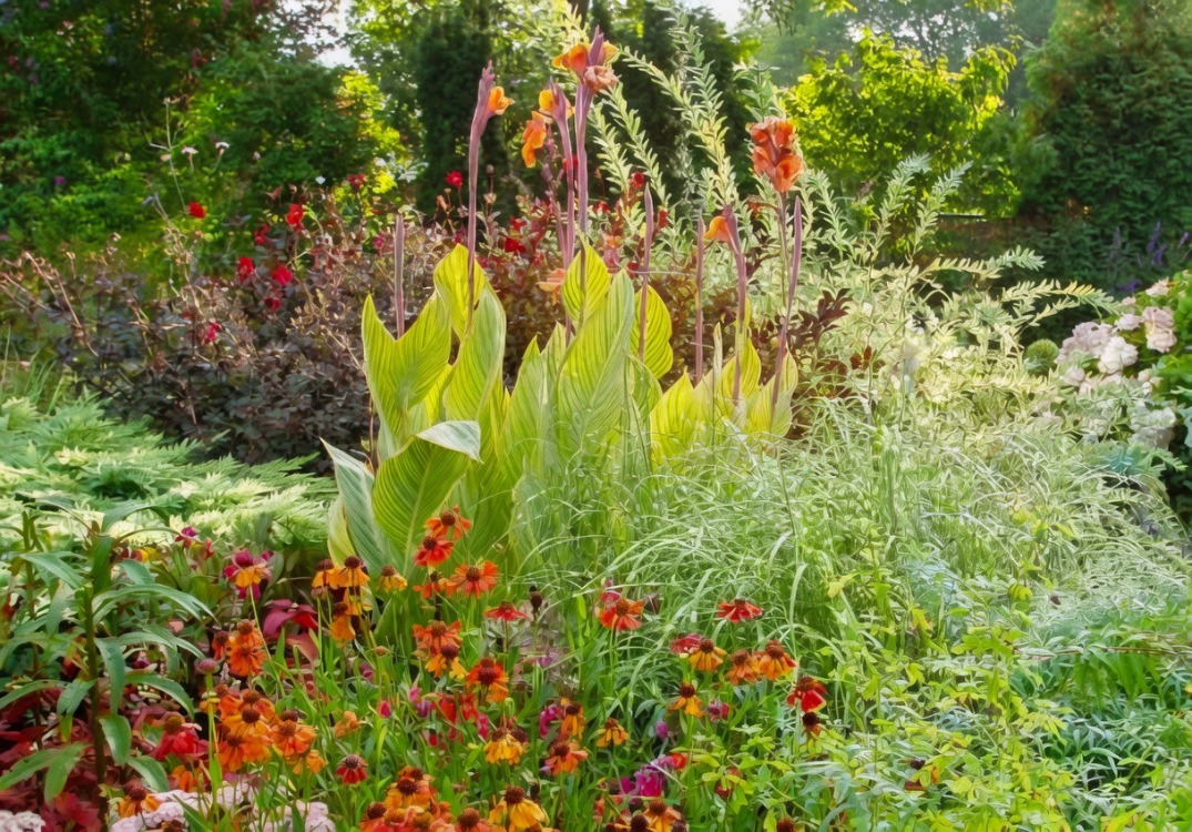 SARI ALACA YAPRAKLI PRETORYA KANA / Canna ‘Pretoria’