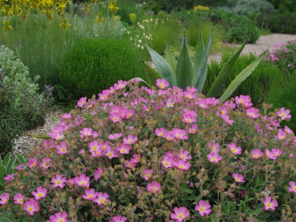 PEMBE LADEN / Cistus sp.