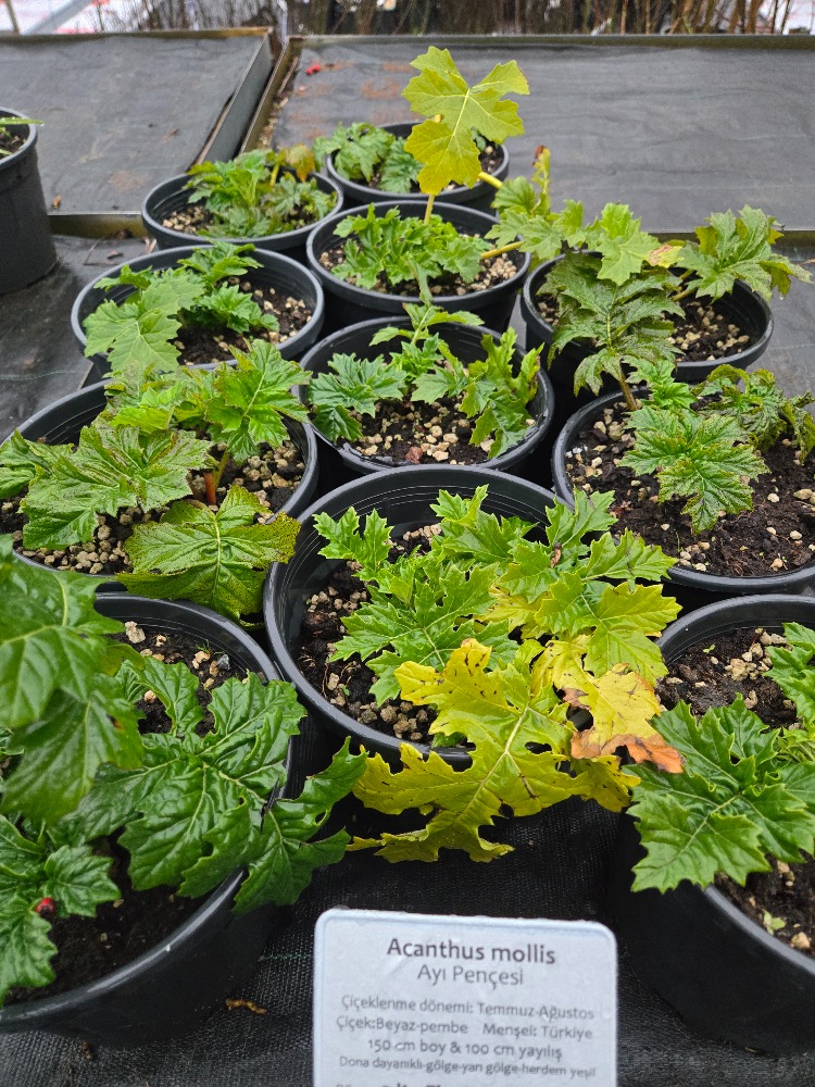 AYI PENÇESİ / Acanthus mollis