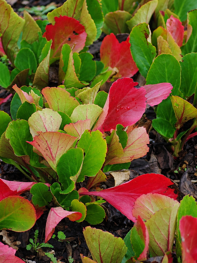 BERGENYA ‘davut’ / Bergenia ‘David’