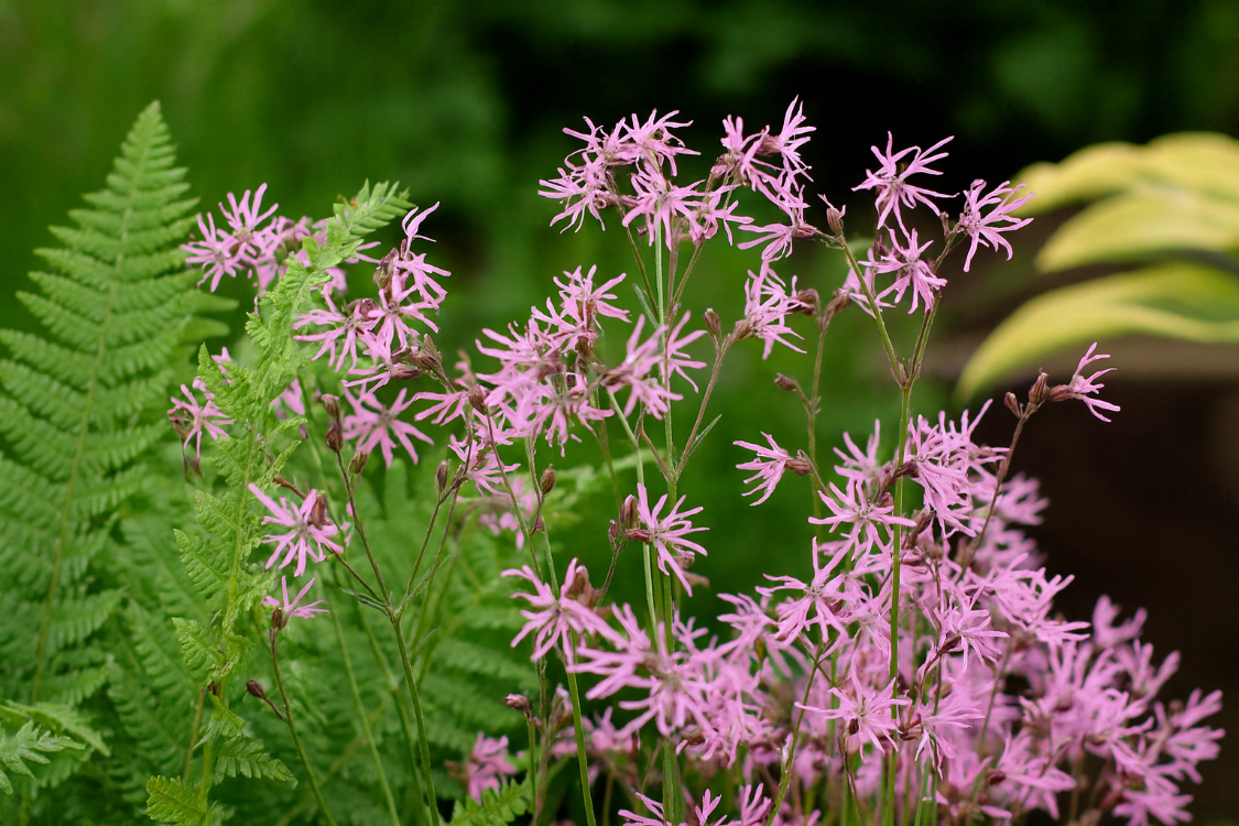 ÇAYIR LİKNİSİ / Lychnis flos-cuculi