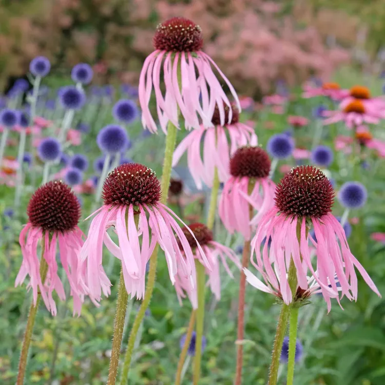 EKİNEZYA PALLİDA / Echinacea pallida