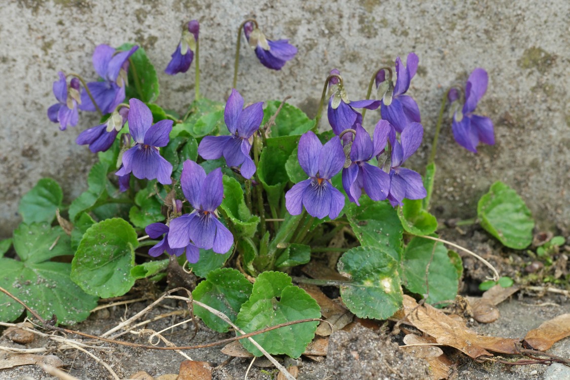 KOKULU ORMAN MENEKŞESİ / Viola odorata