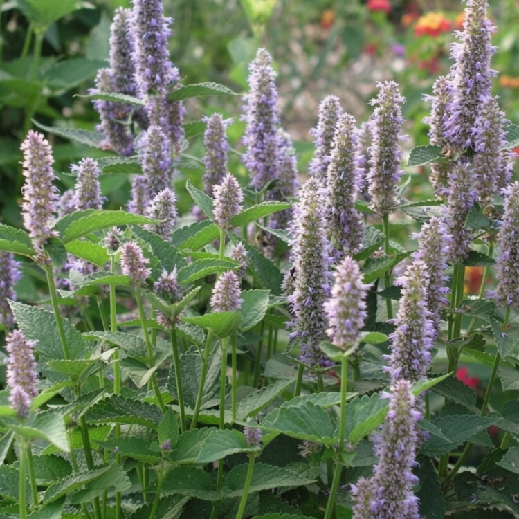 KURAKÇIL AGASTAŞ / Agastache foeniculum