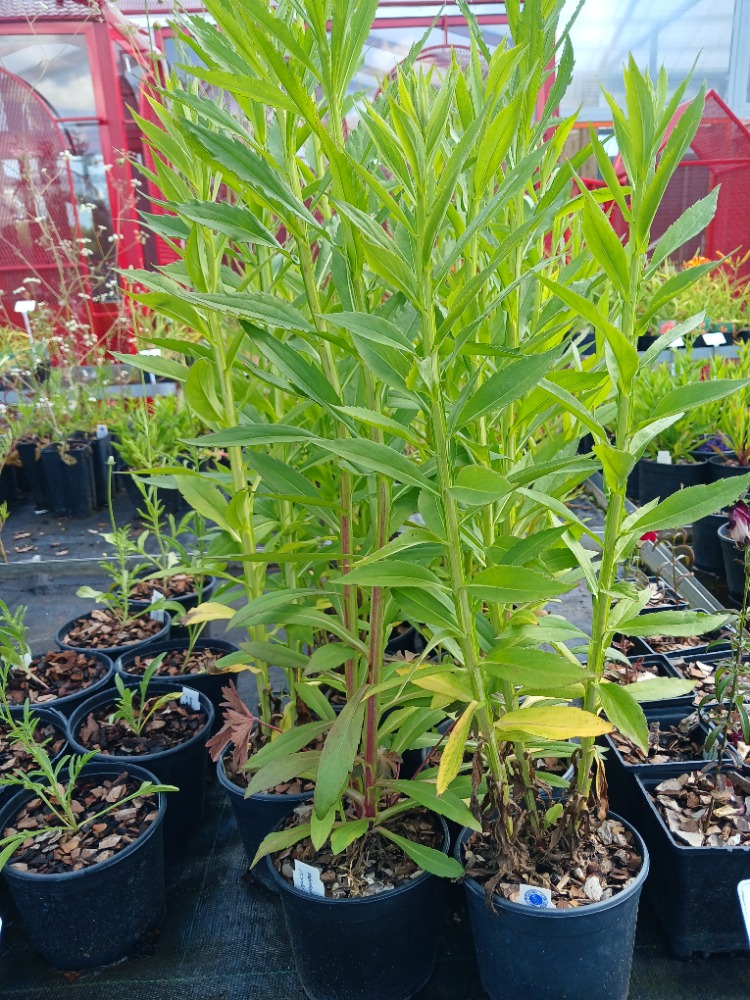 HELENYUM ‘sonbahar’ / HAPŞIRIKOTU ‘sonbahar’ -  Helenium autumnale