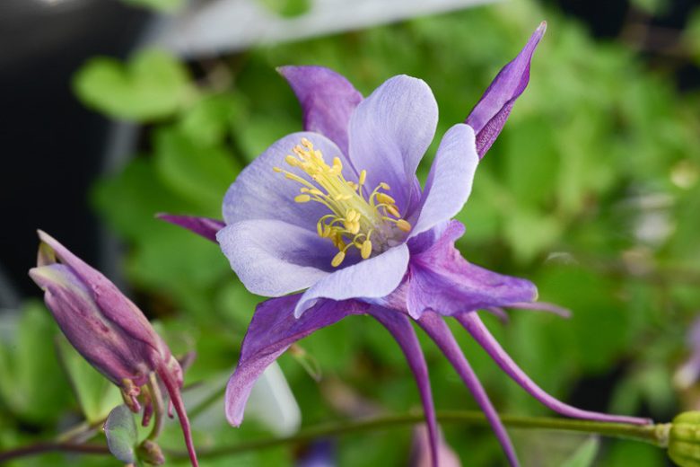 DAĞ HASEKİ KÜPESİ ‘mor-mavi erkenci kuş’ / Aquilegia ‘Early Bird’ - Purple Blue