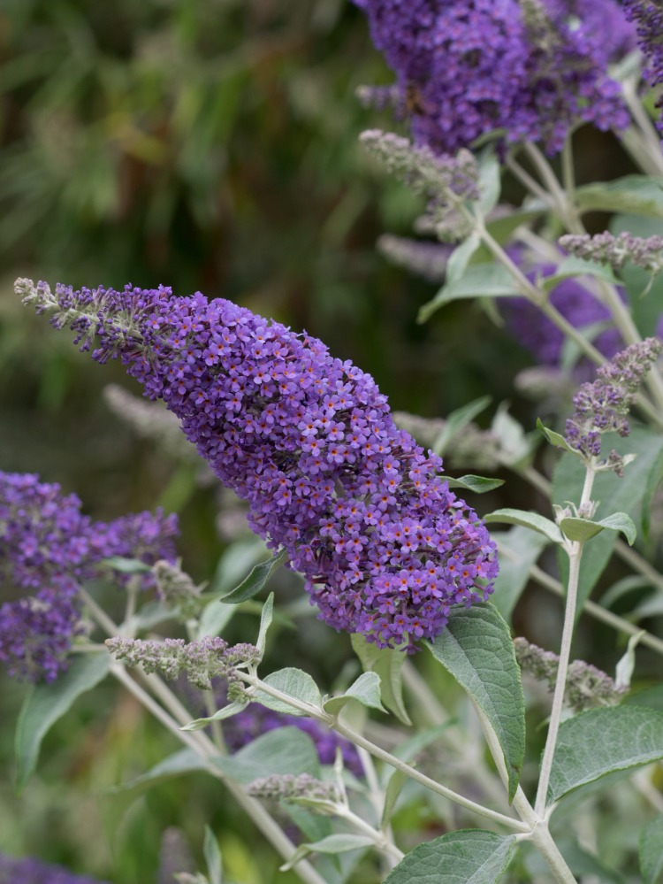 LOKİNÇ KELEBEK ÇALISI / Buddleja lochinch