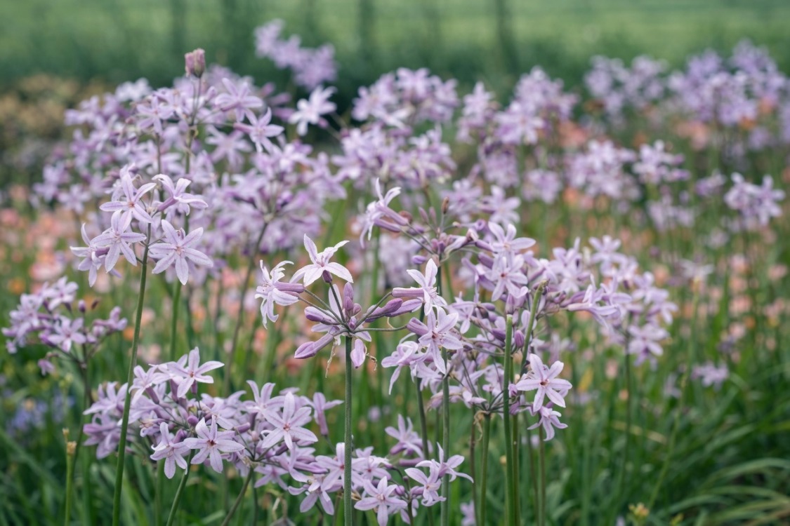 SOSYETE SARIMSAĞI / Thulbagia violacea
