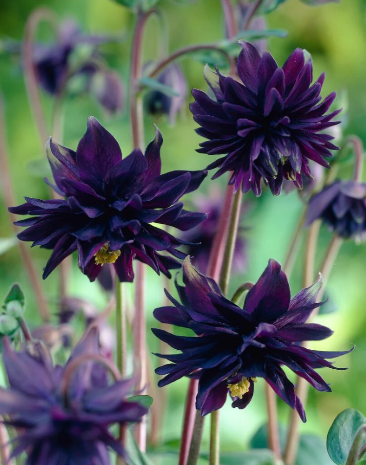 DAĞ HASEKİ KÜPESİ ‘kara mercek’ / Aquilegia vulgaris var. stella ‘Black Barlow’