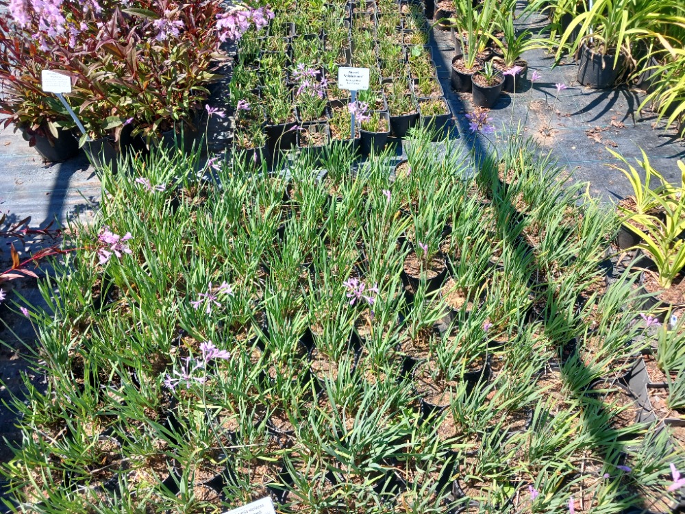 SOSYETE SARIMSAĞI / Thulbagia violacea