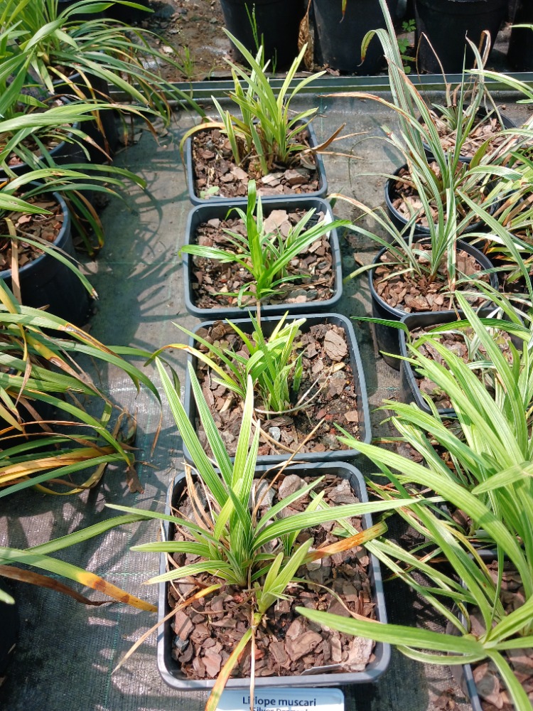 LİRYOP ‘gümüş ejderha’ - Liriope muscari ‘Silver Dragon’