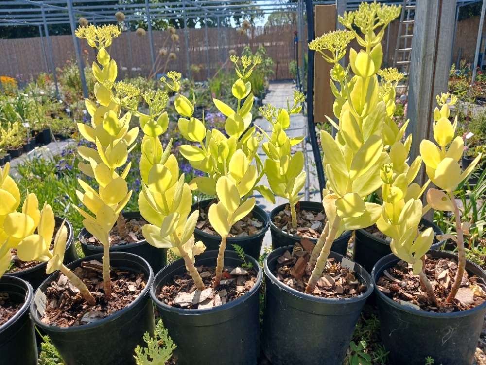 HARİKA DAMKORUĞU – HARİKA SEDUM / Sedum spectible