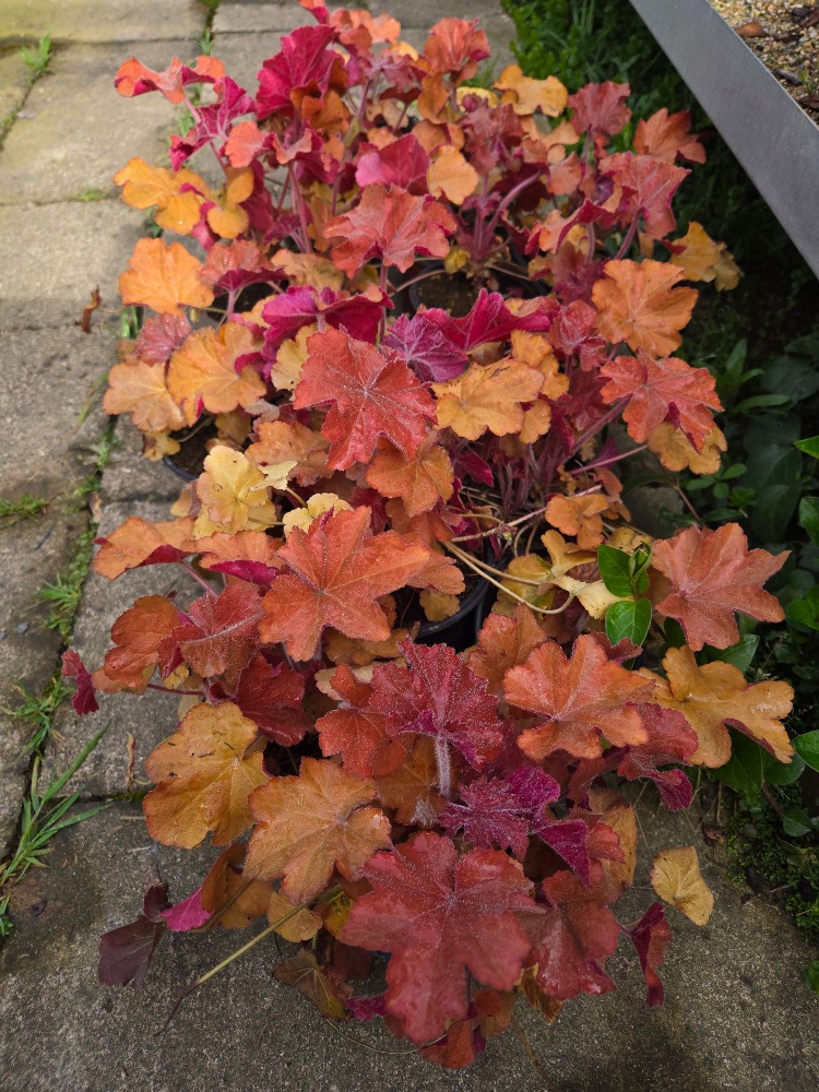 HÖKERA ‘karamel’ / Heuchera ‘Caramel’