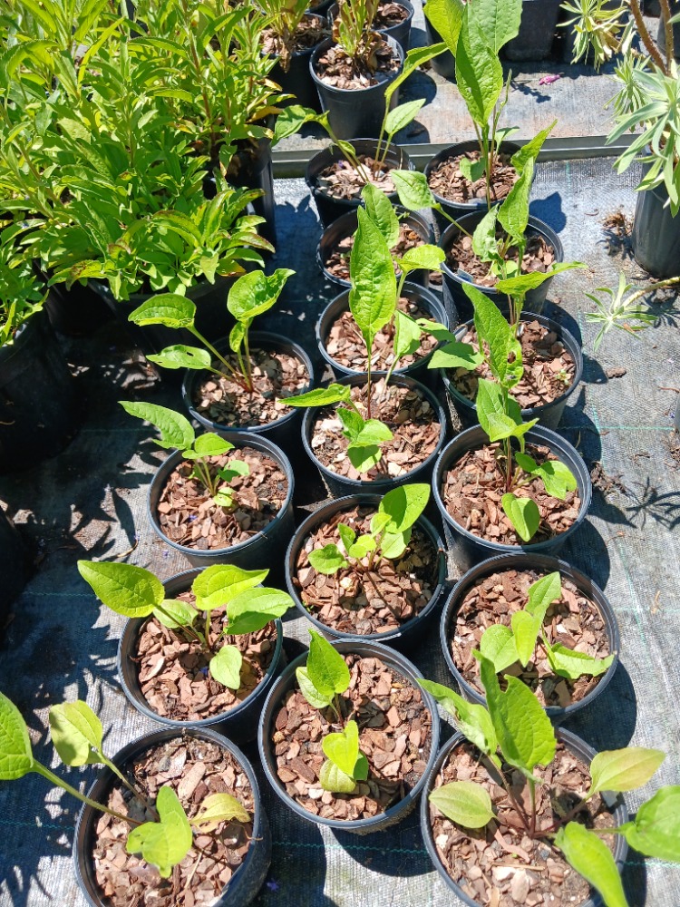EKİNEZYA / Echinacea purpurea spp.