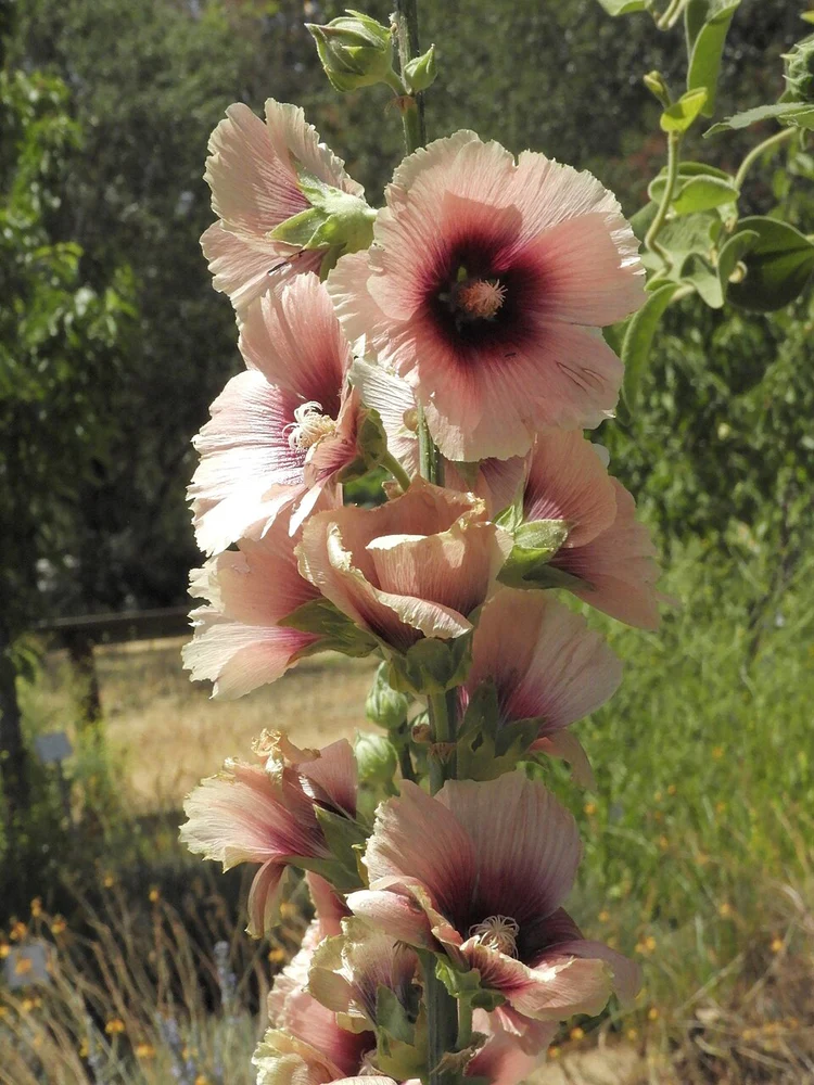 KAYISI NURLU GÜLHATMİ / Alcea rosea ‘Halo Apricot Group’