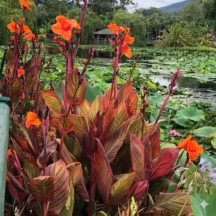 TROPİKANA KANA / Canna ‘Tropicana’