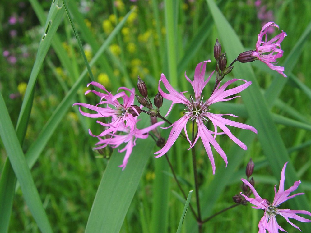 ÇAYIR LİKNİSİ / Lychnis flos-cuculi