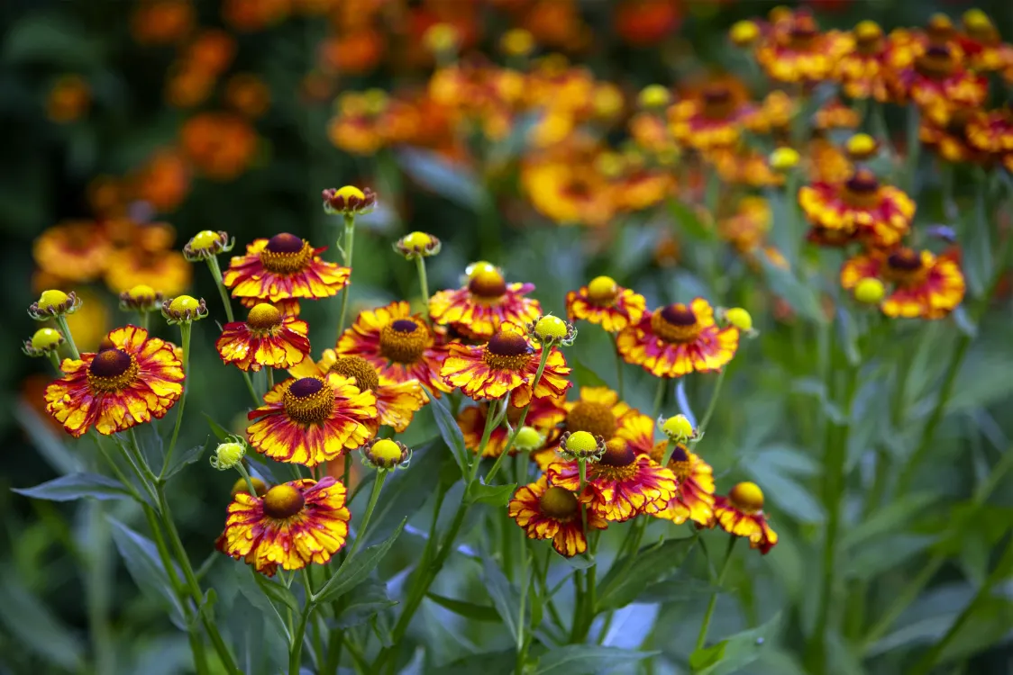 HELENYUM ‘sonbahar’ / HAPŞIRIKOTU ‘sonbahar’ - Helenium autumnale