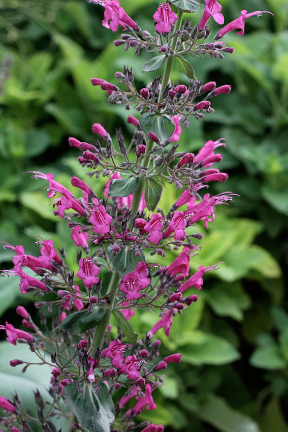 PEMBE LEPEKİNYA / Lepechinia hastata
