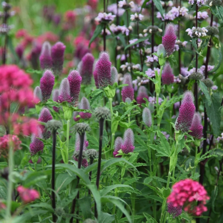 KONİK PEMBE YONCA / Trifolium rubens / *Türkiye Bitkisi