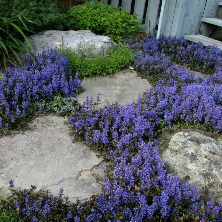 AJUKA ‘çikolata’ / Ajuga reptans ‘Choclate Chip’
