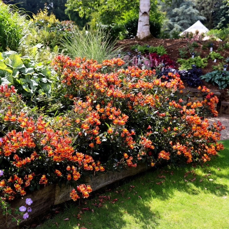 ALSTROMERYA ‘yerli yazı’ – PERU ZAMBAĞI / Alstromeria ‘Indian Summer’