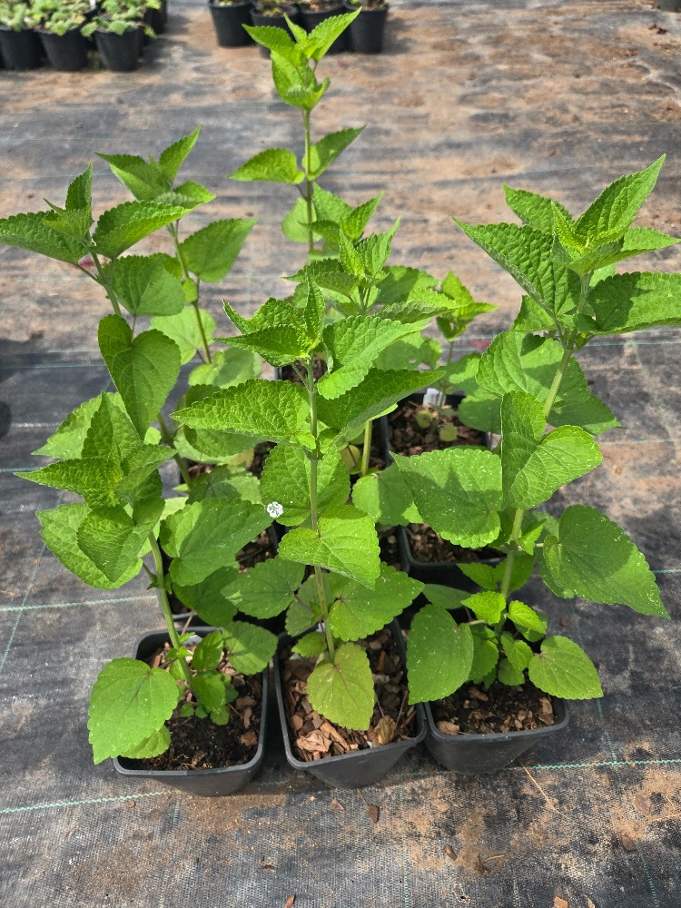 AGASTAŞ ‘karabaş’ / Agastache ‘Black Adder’ 