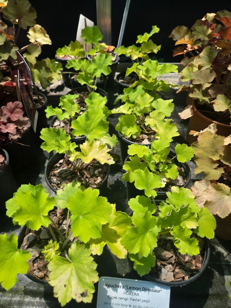 HÖKERA ‘limon dinazoru’ / Heuchera ‘Lemon Dianosour’