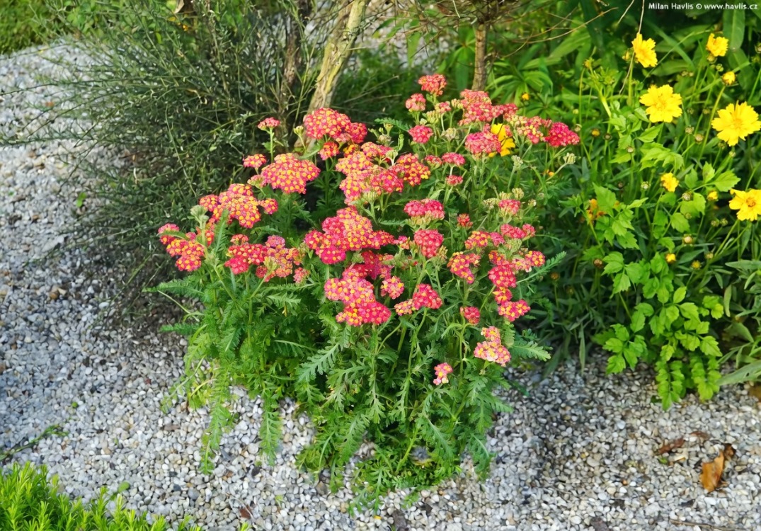 BORDUR CİVANPERÇEMİ – ‘kırmızı kaya’ / Achillea millefolium ‘Milly Rock Red’