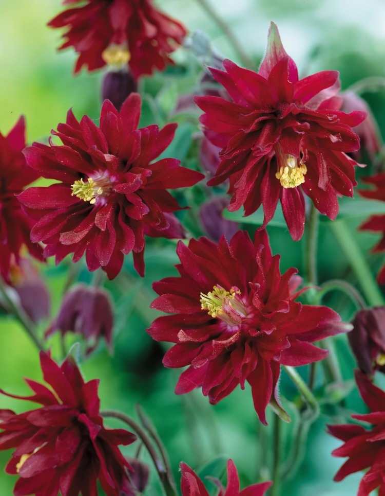 YAKUT HASEKİ KÜPESİ / Aquilegia vulgaris var. stellata ‘Ruby Port’