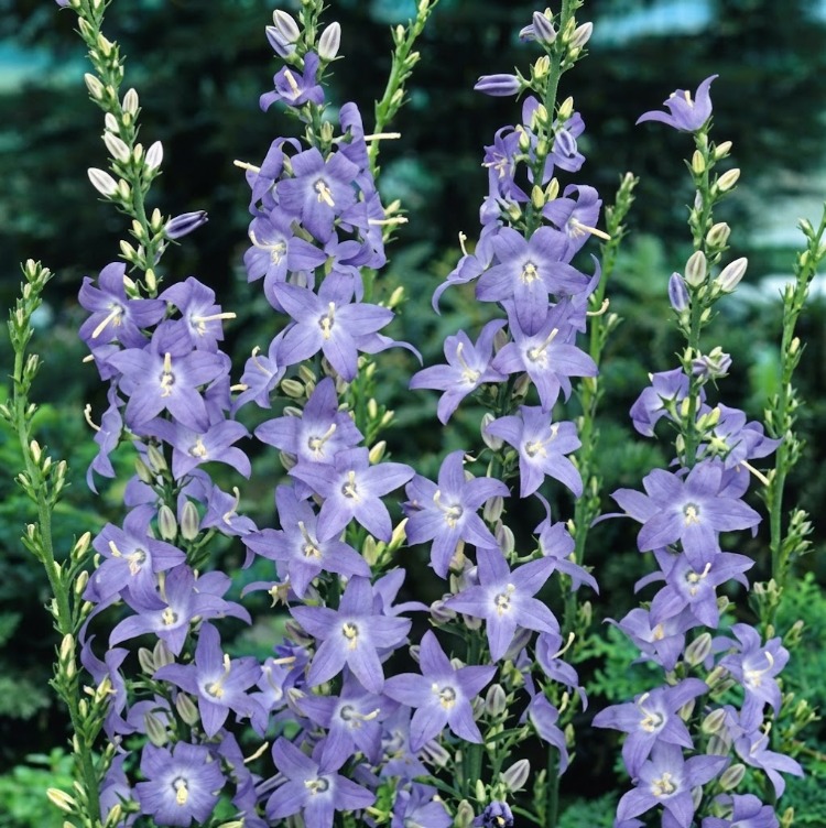PİRAMİT ÇAN ÇİÇEĞİ / Campanula pyramidalis