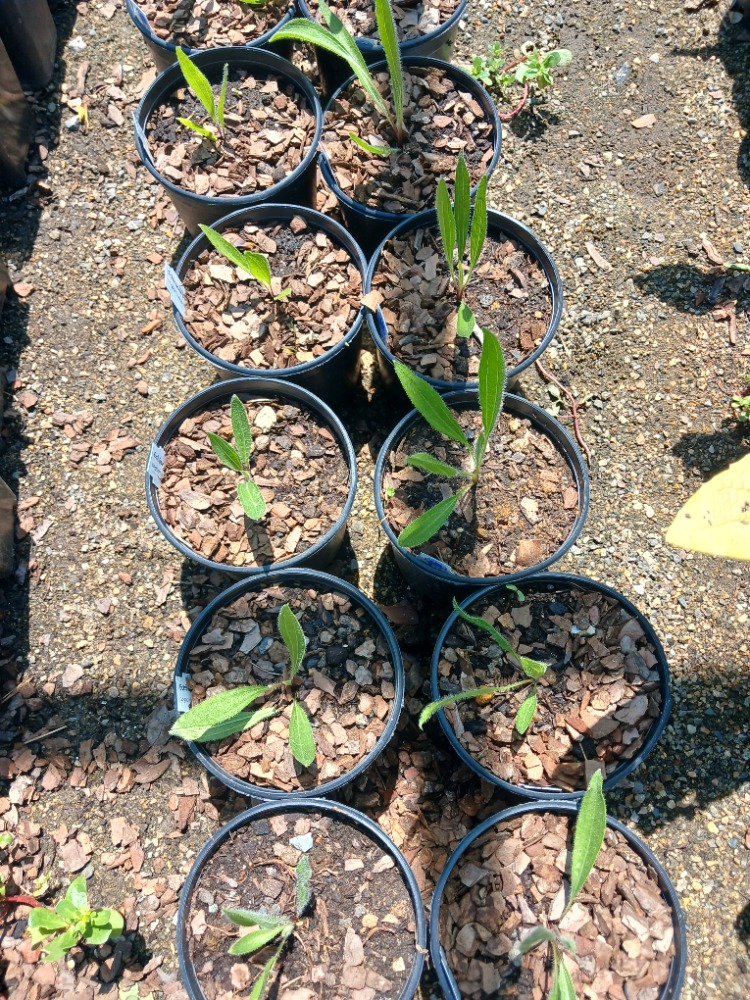 EKİNEZYA PALLİDA / Echinacea pallida