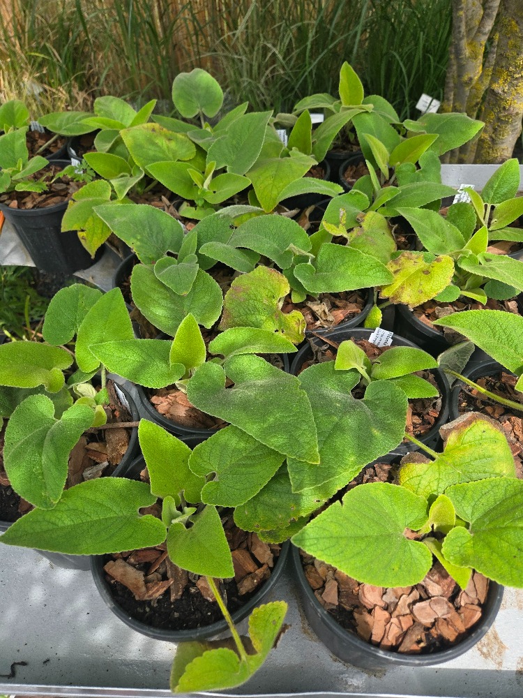TÜRK ADAÇAYI – AKBAŞLI ÇALBA / Phlomis russeliana / *Türkiye Bitkisi