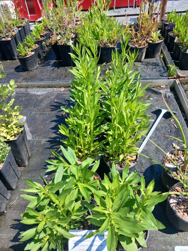 HELENYUM ‘sonbahar’ / HAPŞIRIKOTU ‘sonbahar’ - Helenium autumnale