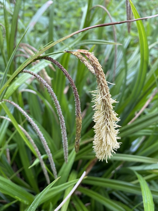 SARKAN KAREKS / Carex pendula