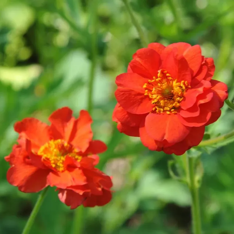 CEYUM ‘bayan bradşav’ / Geum chiloensis ‘Mrs. Bradshaw’’