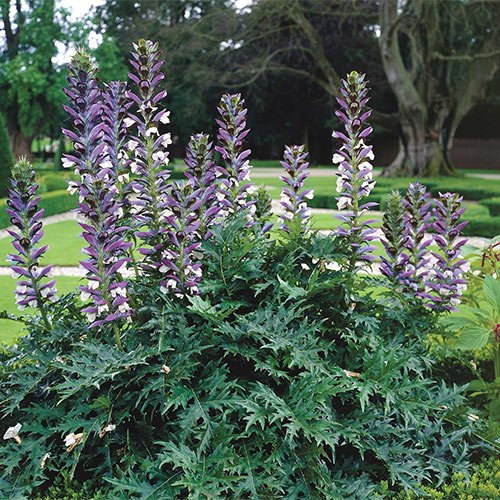 AYI PENÇESİ / Acanthus mollis