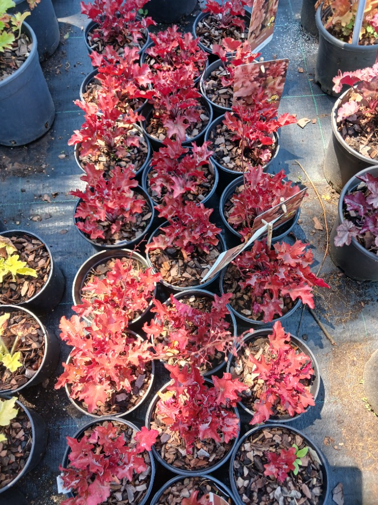 HÖKERA ‘kırmızı alev’ / Heuchera ‘Red Fury’ 