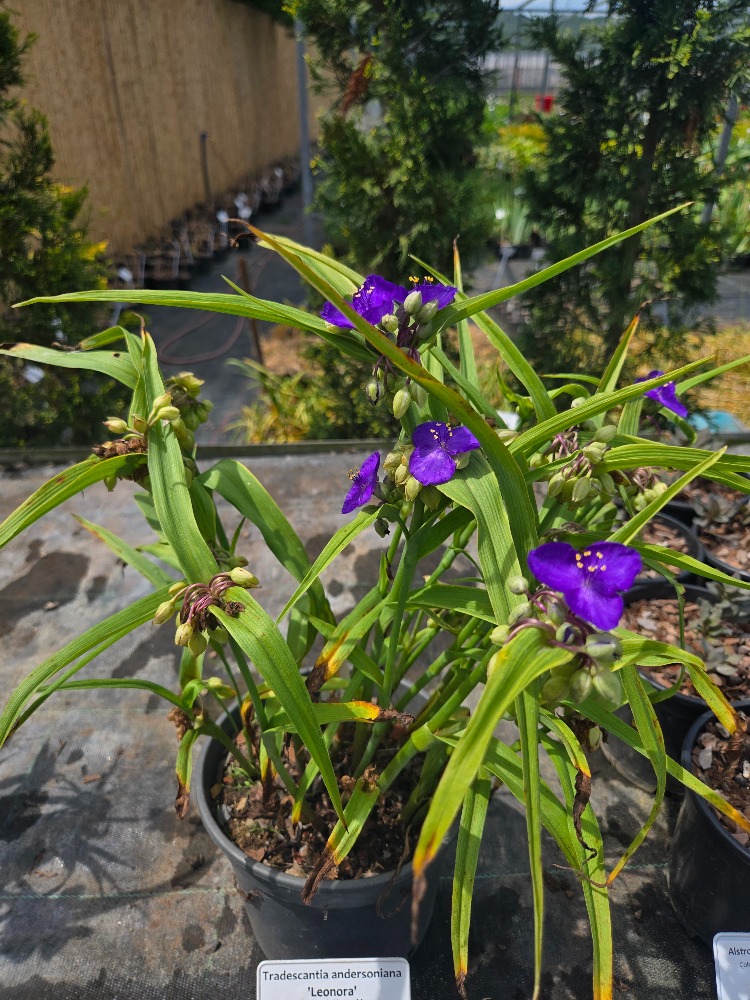 MOR ÇİÇEKLİ TRADESKANTİYA ‘leonora’ / Tradescantia andersoniana ‘Leonora’