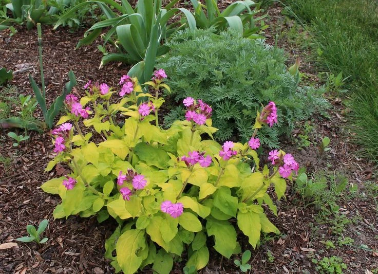 SİLENE ‘altın yaprak’ - Silene dioica ‘Ray’s Golden’